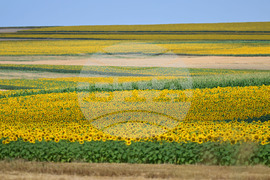 Село Тодорово - маслодаен слънчоглед