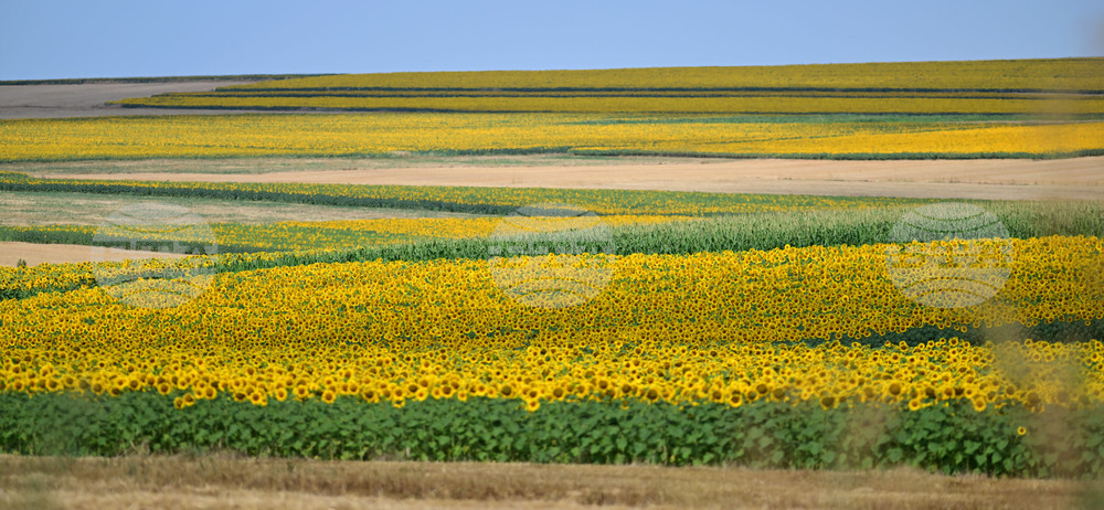 Село Тодорово - маслодаен слънчоглед