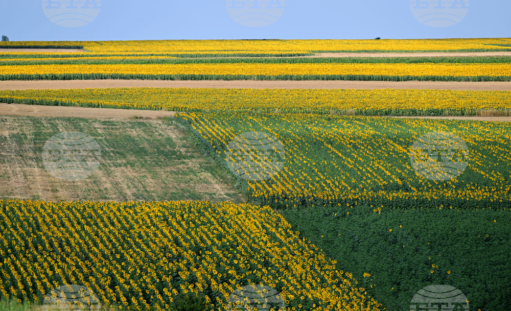 Село Тодорово - маслодаен слънчоглед
