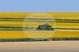 Село Тодорово - маслодаен слънчоглед