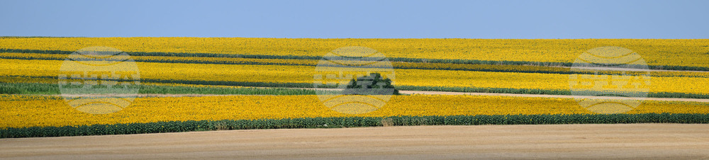 Село Тодорово - маслодаен слънчоглед