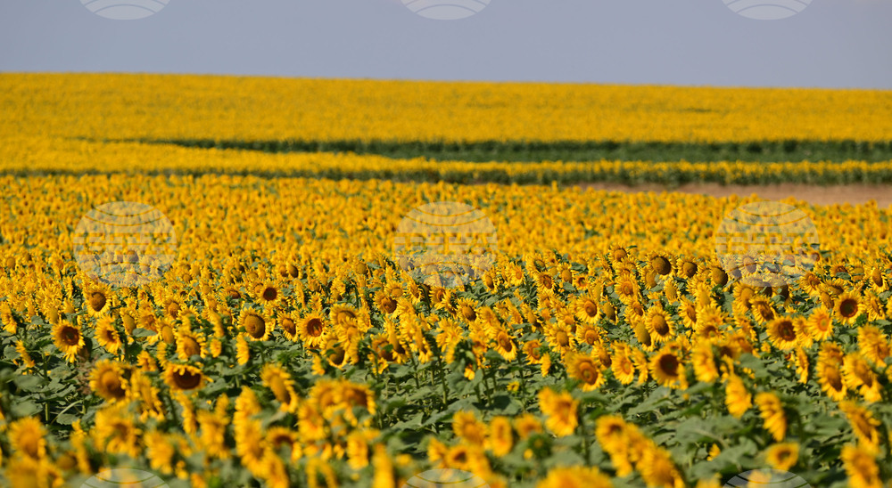 Село Тодорово - маслодаен слънчоглед