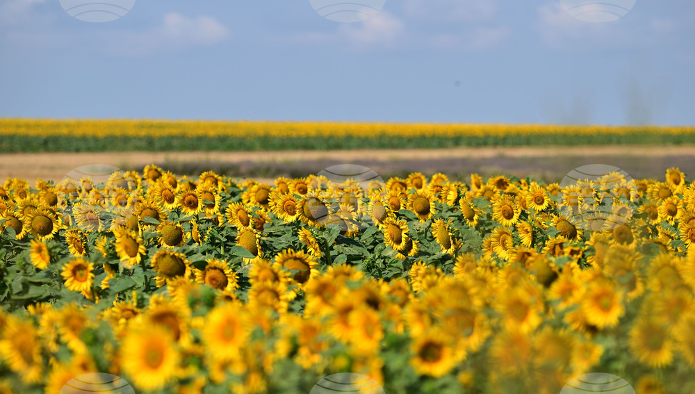 Село Тодорово - маслодаен слънчоглед