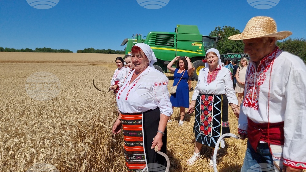 С ритуала "зажънване" беше дадено началото на жътвата в севлиевското село Крамолин