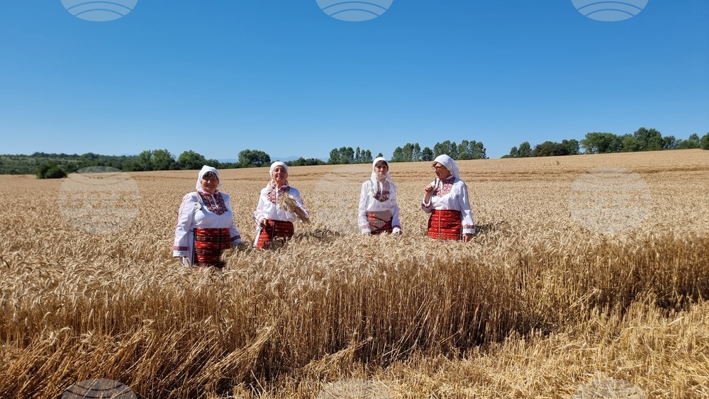 Село Крамолин - жътва - ритуал
