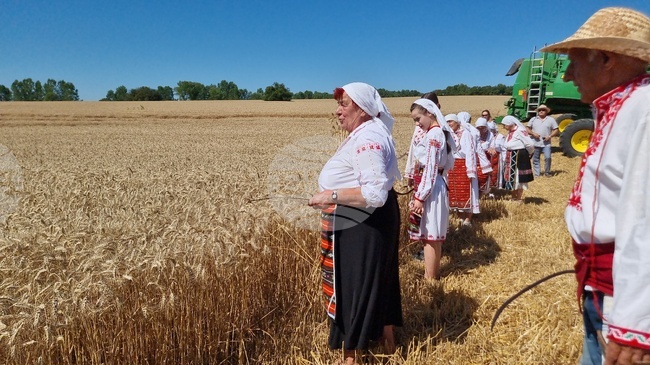 Село Крамолин - жътва - ритуал