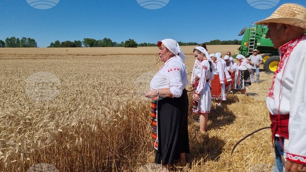 Село Крамолин - жътва - ритуал