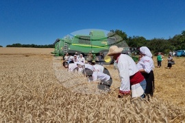 Село Крамолин - жътва - ритуал