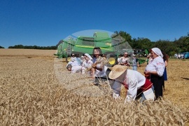 Село Крамолин - жътва - ритуал