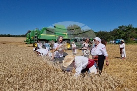 Село Крамолин - жътва - ритуал