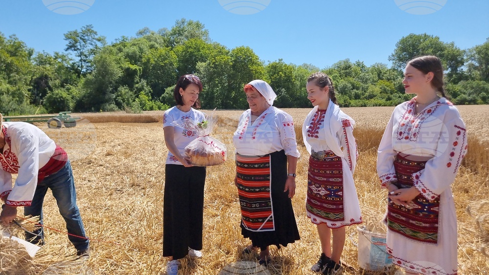 Село Крамолин - жътва - ритуал