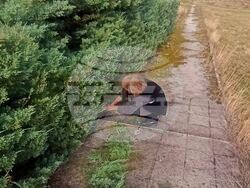 Снимка: Пресцентър Възраждане - Членове на „Възраждане - Люлин“ почистиха военното гробище в Ниш, Сърбия