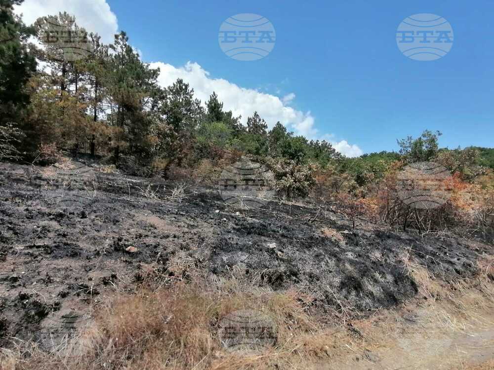 Bulgaria's Coniferous Forests at Risk of More Frequent Fires and Drying