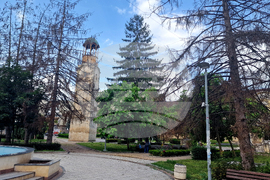 Разград - изсъхнали дървета - премахване