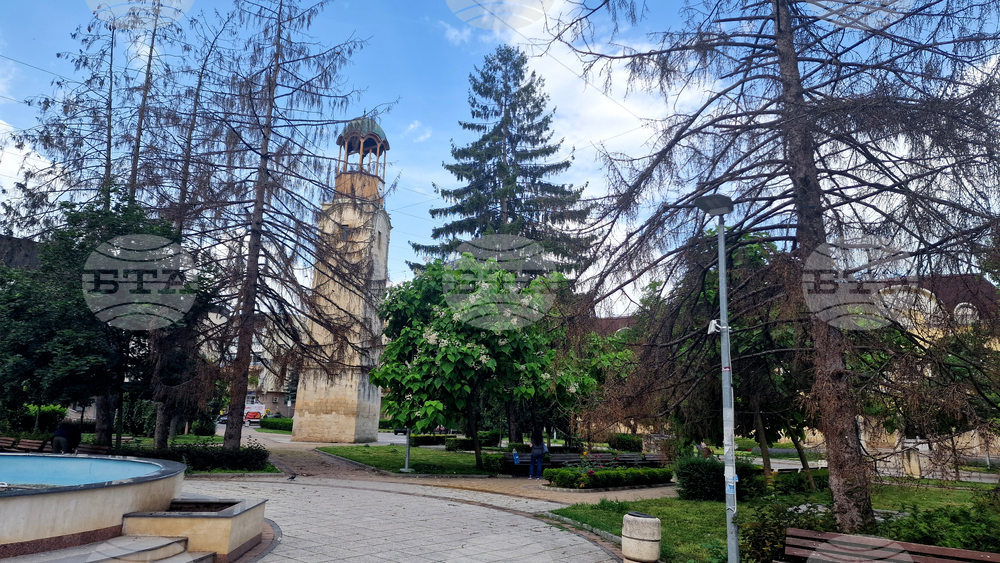 Разград - изсъхнали дървета - премахване