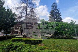 Разград - изсъхнали дървета - премахване