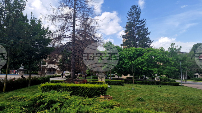 Разград - изсъхнали дървета - премахване