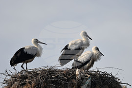 Село Свещари - щъркели - любопитно