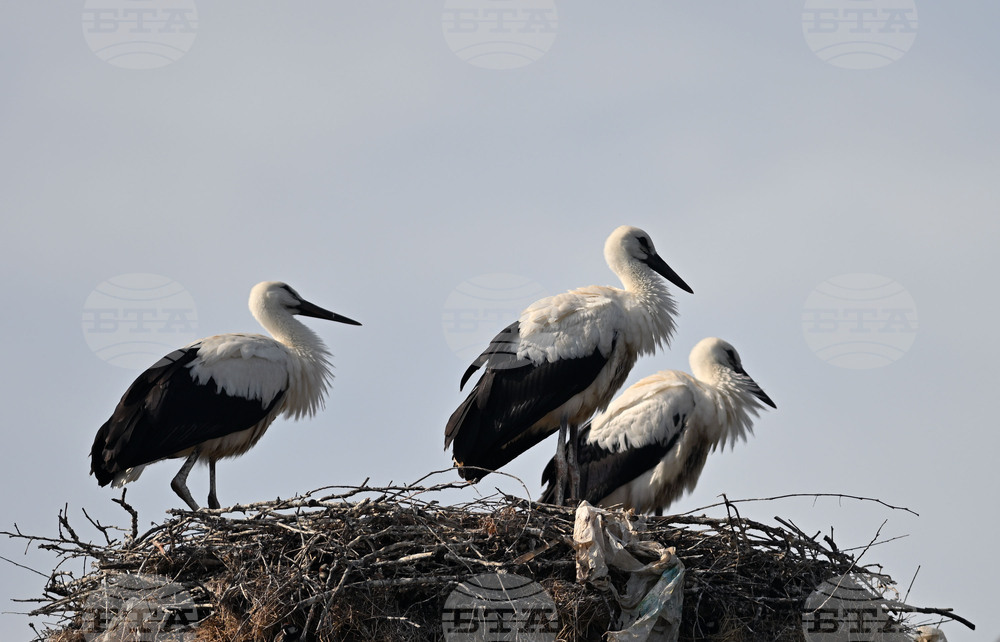Село Свещари - щъркели - любопитно