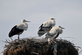 Село Свещари - щъркели - любопитно