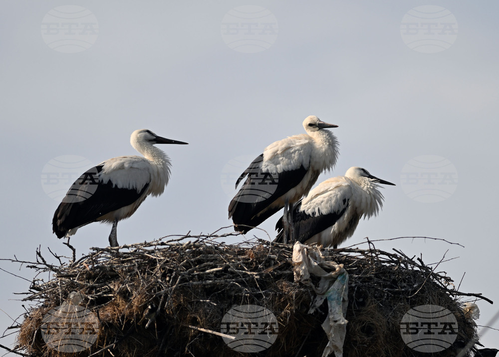 Село Свещари - щъркели - любопитно