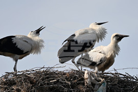 Село Свещари - щъркели - любопитно