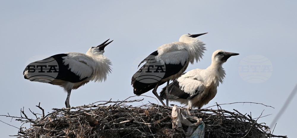 Село Свещари - щъркели - любопитно