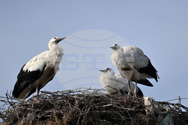 Село Свещари - щъркели - любопитно