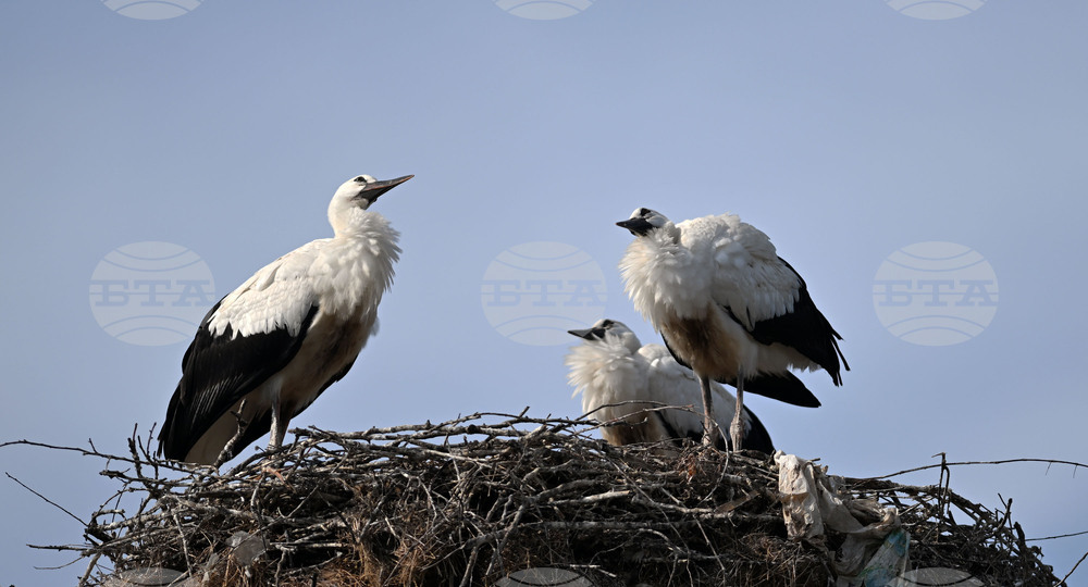Село Свещари - щъркели - любопитно