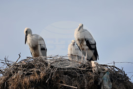 Село Свещари - щъркели - любопитно