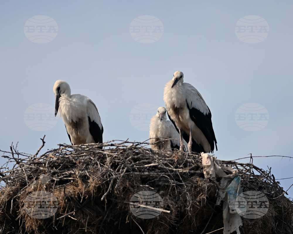 Село Свещари - щъркели - любопитно