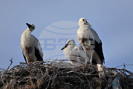 Село Свещари - щъркели - любопитно