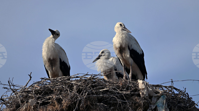 Село Свещари - щъркели - любопитно