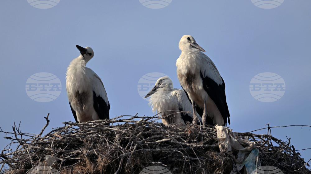 Село Свещари - щъркели - любопитно