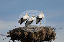 Село Свещари - щъркели - любопитно