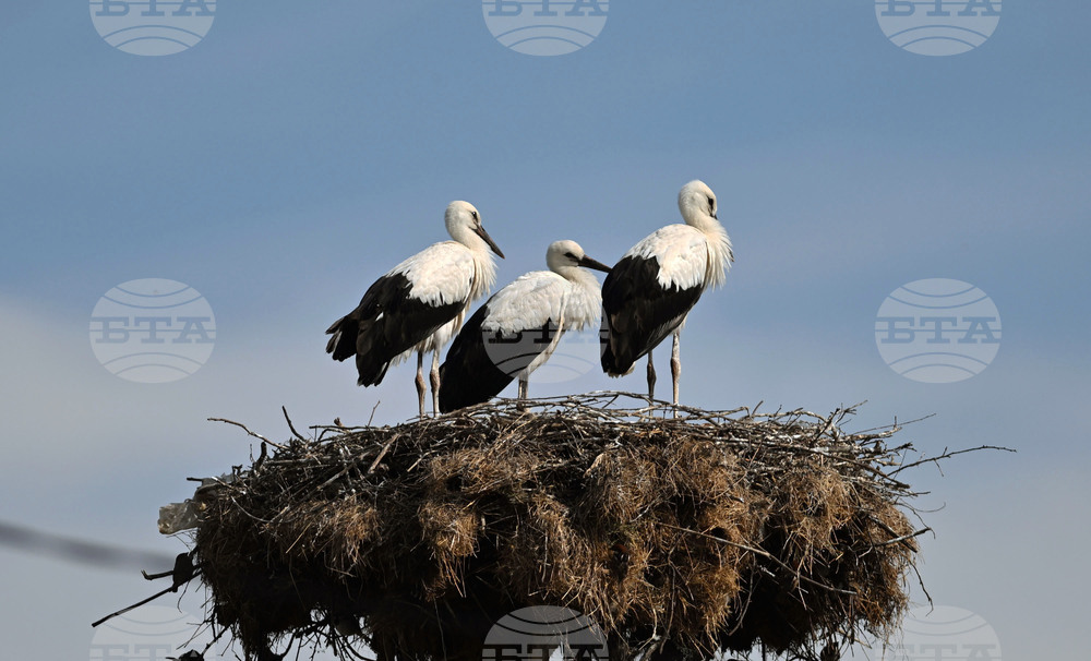 Село Свещари - щъркели - любопитно