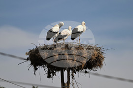 Село Свещари - щъркели - любопитно