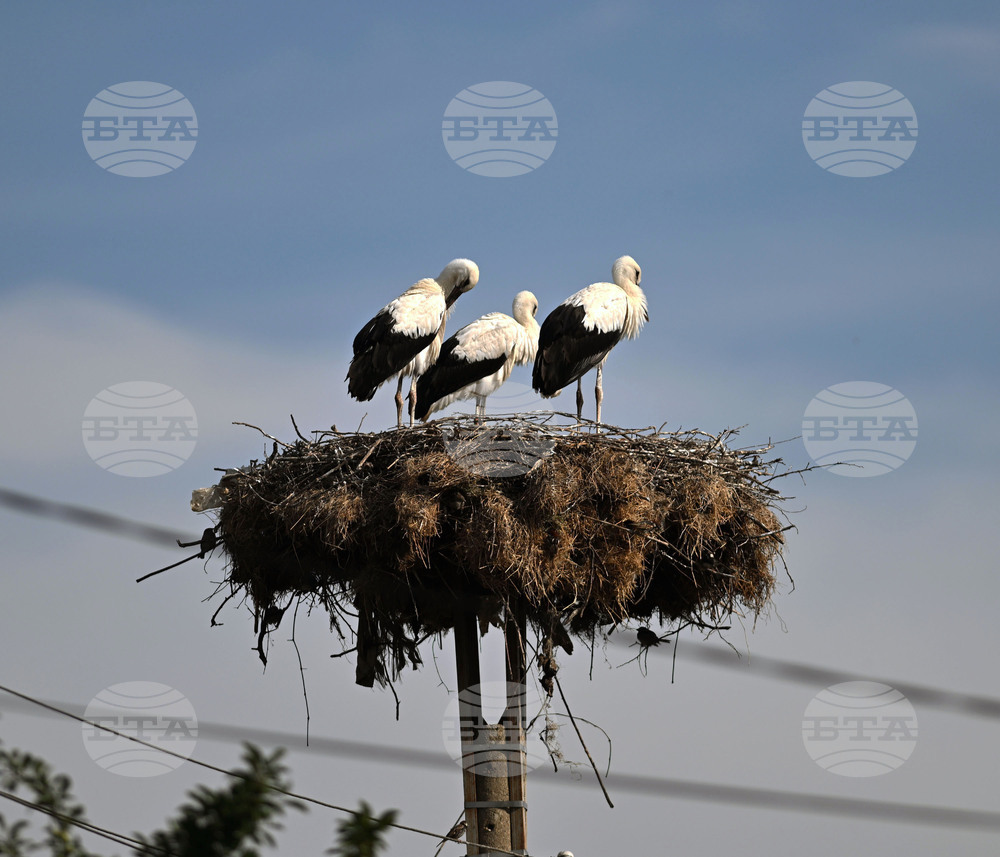 Село Свещари - щъркели - любопитно