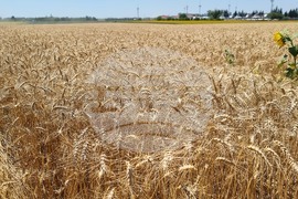 Генерал Тошево - жътва
