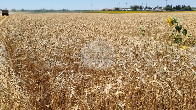 Митинг-протест против новите геномни техники в земеделието ще се състои утре в София