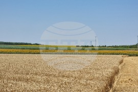 Генерал Тошево - жътва