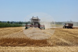 Генерал Тошево - жътва