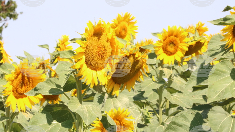 Генерал Тошево - жътва