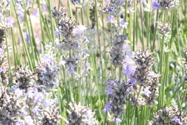 Генерал Тошево - жътва