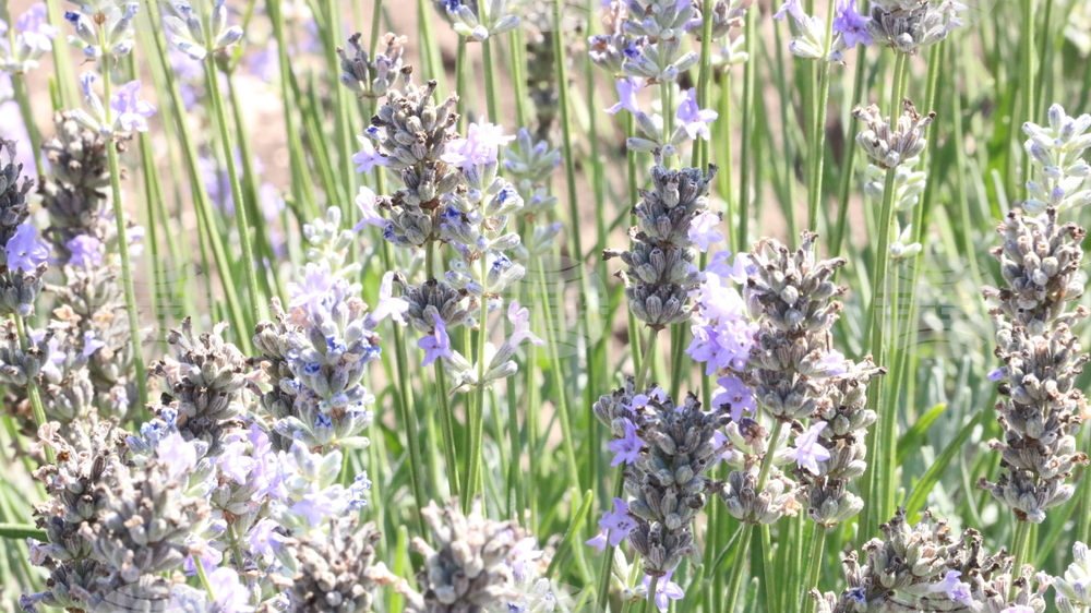 Генерал Тошево - жътва