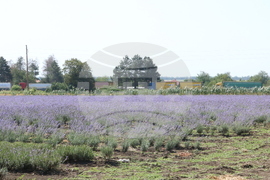 Генерал Тошево - жътва