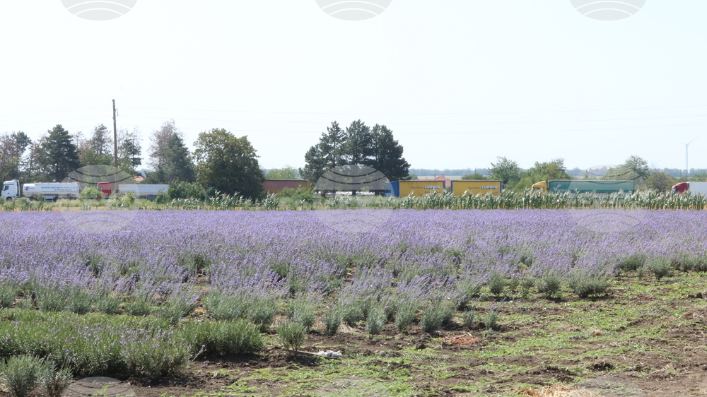 Генерал Тошево - жътва