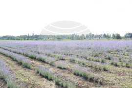 Генерал Тошево - жътва