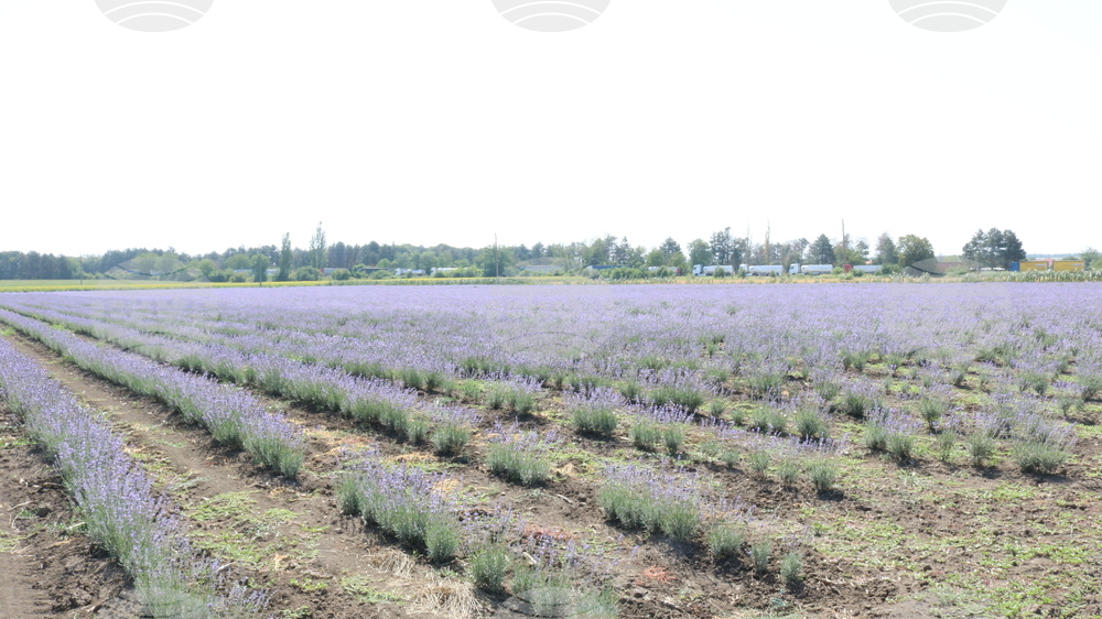 Генерал Тошево - жътва