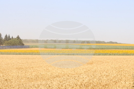 Генерал Тошево - жътва